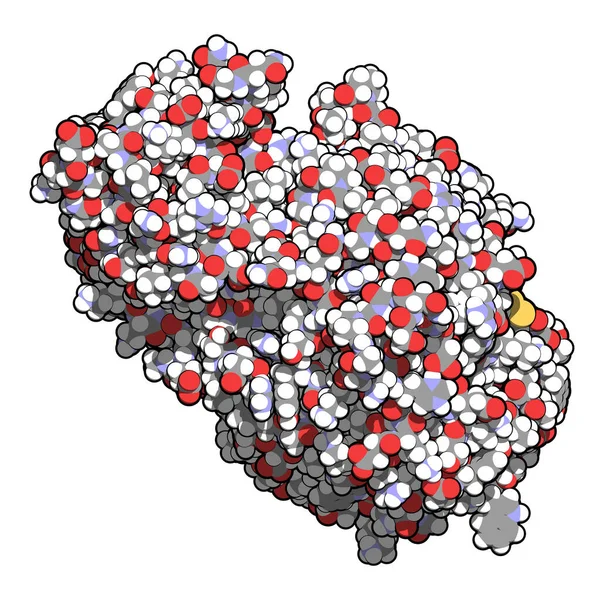 アミラーゼ ヒト膵臓 アミラーゼ タンパク質 消化酵素 糖にデンプンの加水分解を担当 3Dイラスト — ストック写真