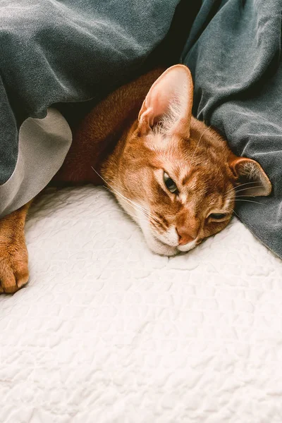 Yatakta Sevimli Bir Kedi Yavrusu — Stok fotoğraf