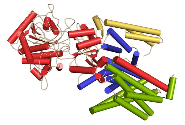 Complejo Proteico Gamma Secretasa Proteína Intramembrana Multisubunidad Que Desempeña Papel —  Fotos de Stock