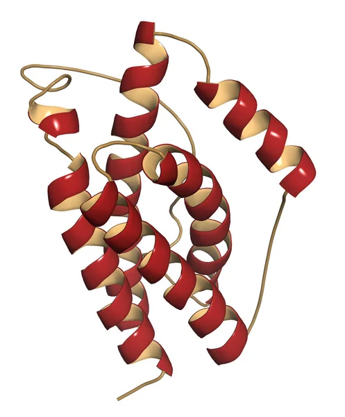 Interleukine Cytokine Myokine Eiwit Antilichamen Worden Gebruikt Bij Behandeling Van — Stockfoto