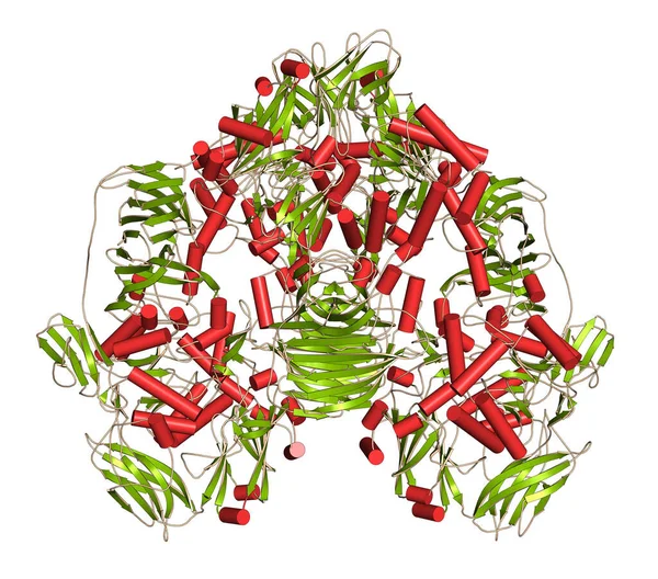 Das Enzym Lactase Kluyveromyces Lactis Beta Galaktosidase Laktose Verdauendes Protein — Stockfoto
