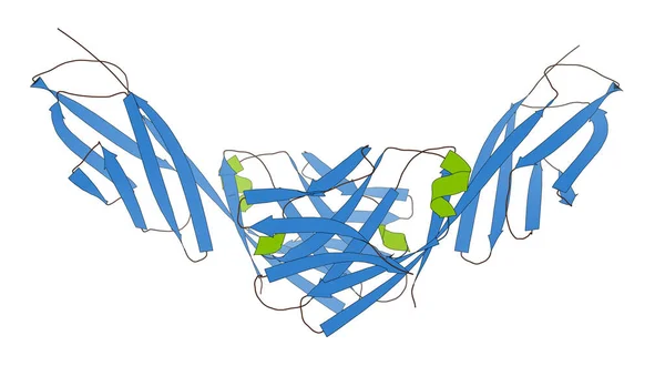 Cd4表面タンパク質 糖タンパク質はCd4以上のヘルパー細胞を含む多くの白血球型に存在する 3Dイラスト — ストック写真