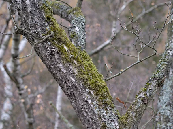 Gros Plan Mousse Sur Tronc Arbre — Photo