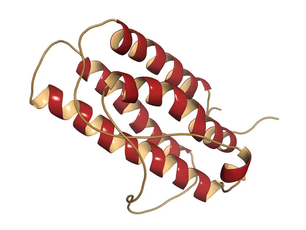 Epipoietin Insan Epo Epoetin Protein Hormonu Üretimi Kırmızı Kan Hücrelerinin — Stok fotoğraf