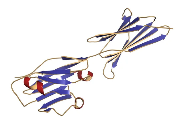 Προγραμματισμένη Death Ligand Πρωτεΐνη Rendering Παράγεται Από Τον Όγκο Για — Φωτογραφία Αρχείου