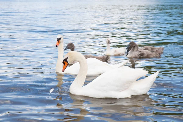 Swan Family Mother Her Chicks Swimming River Moselle Germany Water — Stock Photo, Image