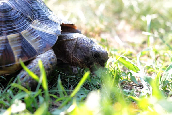 Närbild Sköldpadda Gräset — Stockfoto