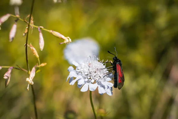 Beau Papillon Aux Ailes Rouges Noires Debout Sur Une Fleur — Photo