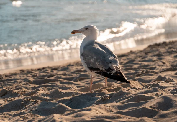 Gros Plan Une Belle Mouette Sur Plage — Photo