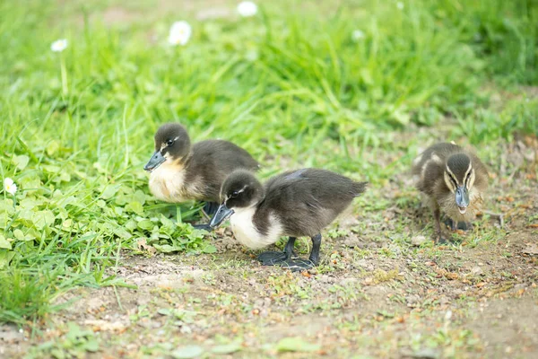 Familia Pato Cayuga Madre Con Polluelos Prado Cerca Del Estanque — Foto de Stock