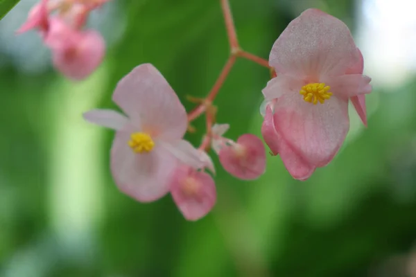 庭でピンクのベゴニアの花のクローズアップショット — ストック写真