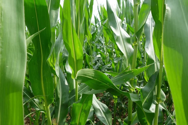 Крупним Планом Шматок Кукурудзяного Листя Товстому Кукурудзяному Полі — стокове фото