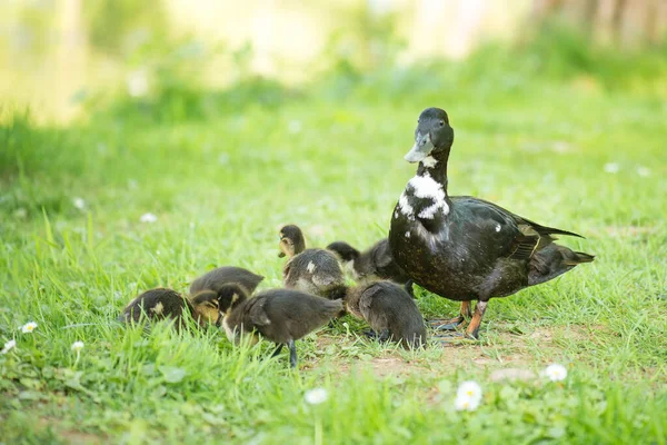 卡尤加鸭家庭 妈妈在池塘边的草地上养小鸡 — 图库照片