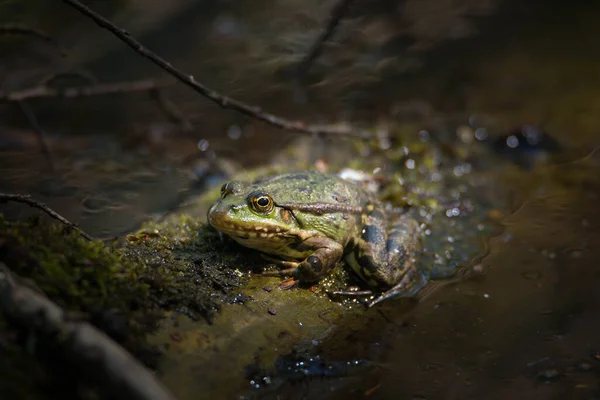 Grenouille Verte Dans Étang Réserve Naturelle Haff Reimech Luxembourg Faune — Photo