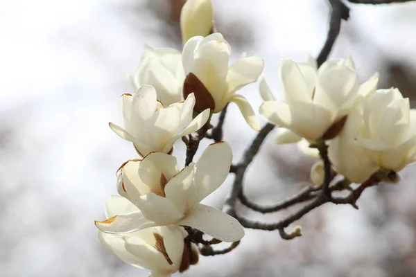 Blooming White Magnolia Flowers Garden — Stock Photo, Image