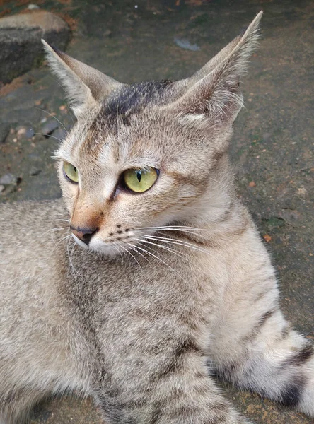 一只漂亮的灰色家养短发猫躺在屋外地面上的垂直镜头 — 图库照片