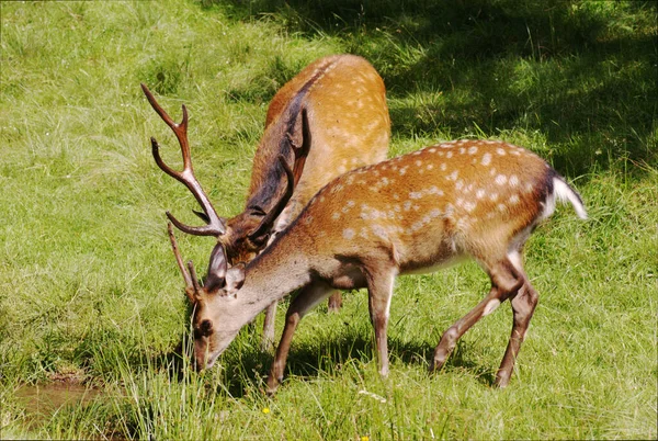 Ciervos Rojos Prado Alpes Alemania Vida Silvestre Europa — Foto de Stock