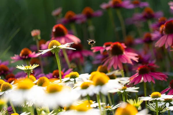 Bumblebee Que Voa Coneflower Branco Echinacea Flor Cheia Outro Com — Fotografia de Stock