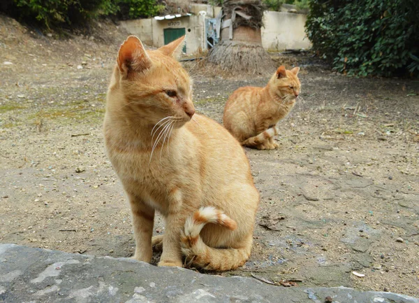 公园里两只可爱的猫的特写镜头 — 图库照片