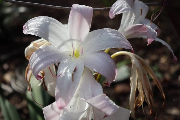 Eine Schöne Lilienblüte Einem Garten Mit Tautropfen Auf Blütenblättern — Stockfoto