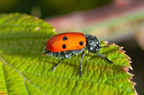 红与黑斑叶甲虫吃叶子 — 图库照片
