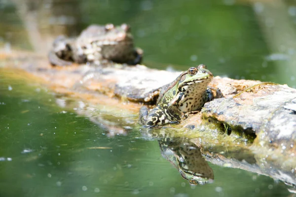 Zelená Žába Rybníku Přírodní Rezervace Haff Reimech Lucembursku Divoká Zvěř — Stock fotografie