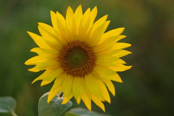 Gros Plan Tournesol Radieux Sur Fond Vert Naturel — Photo