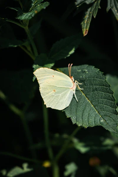 在森林里 一只美丽的白蝴蝶站在一片深绿色的叶子上 背影朦胧 这是一张垂直的特写照片 — 图库照片