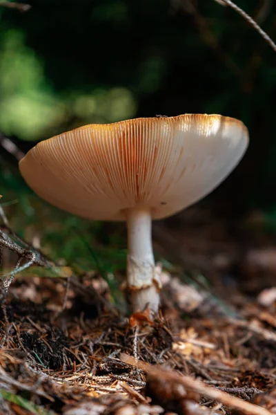 Tiro Vertical Uma Floresta Fantástica Com Cogumelos Selvagens Vibrantes Crescendo — Fotografia de Stock
