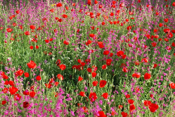 Prado Con Flores Silvestres Amapola Roja Primavera — Foto de Stock