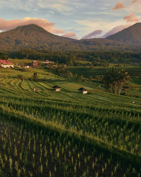 Vertical Shot Beautiful Sunrise Jatiluwih Rice Terrace Bali Indonesia — Stock Photo, Image