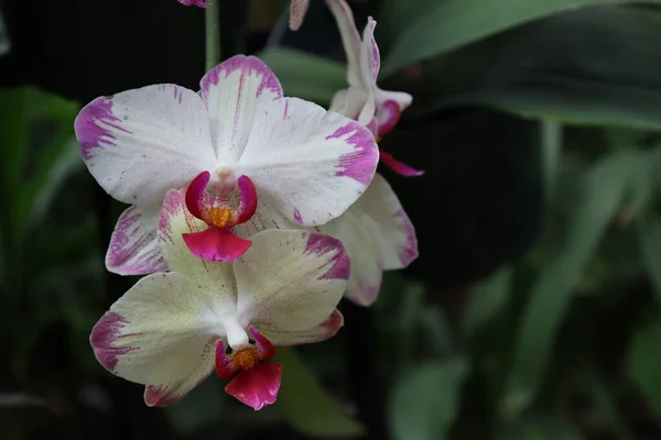 Tiro Bonito Das Flores Brancas Orchid Que Florescem Jardim — Fotografia de Stock