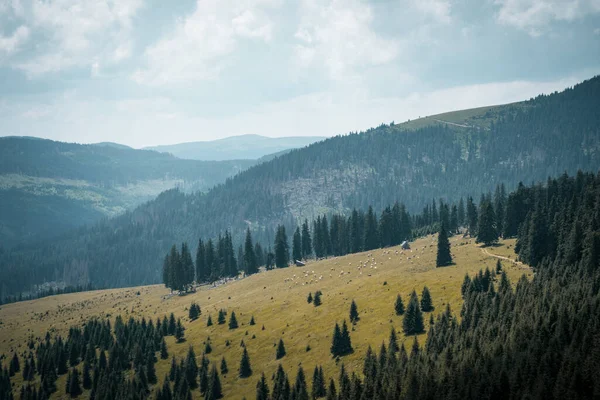 Eine Wunderschöne Landschaft Mit Dunkelgrünen Bäumen Auf Einem Riesigen Hügel — Stockfoto