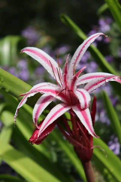 Primer Plano Seychelles Lily Floreciendo Jardín — Foto de Stock