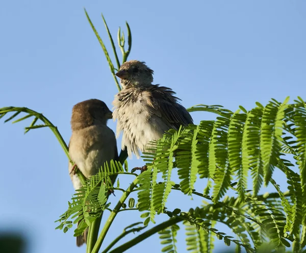 Lovitură Closeup Nightingales Cocoțat Copac — Fotografie, imagine de stoc