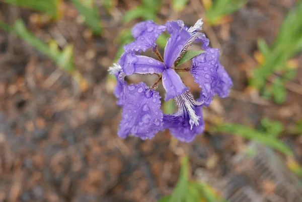 Top View Purple Iris Flower Blooming Field — Stock Photo, Image