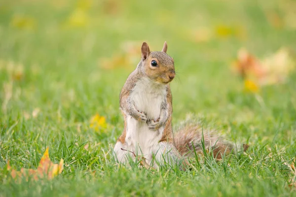 영국의 초원에 견과류를 다람쥐 런던의 도시의 공원에서 — 스톡 사진