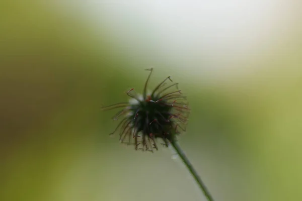 Nahaufnahme Der Heilpflanze Nelkenwurzel Noch Ohne Ihre Gelbe Blüte Vor — Stockfoto