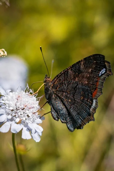 在一片生机勃勃的绿色田野里 一只黑色蝴蝶立在一朵鲜亮的白花上 这是一张垂直的特写照片 — 图库照片