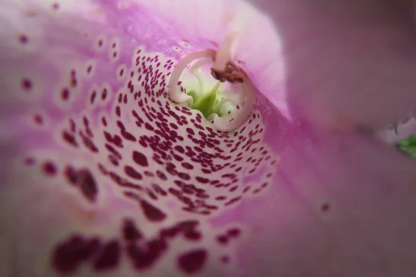 Внутрішній Вигляд Рожевої Квітки Орхідей — стокове фото