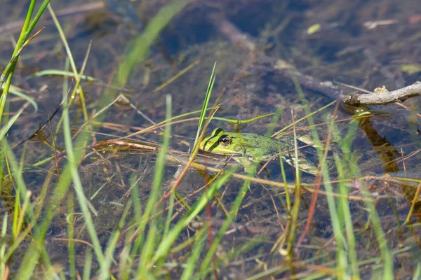 Grüner Frosch Teich Naturschutzgebiet Haff Reimech Luxemburg Wildtiere Europa — Stockfoto