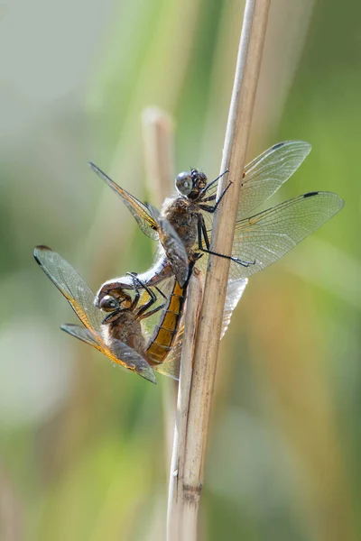 Dragonfly Sitting Stick Close Habitant Pond Nature Reserve Haff Reimech — Stock Photo, Image