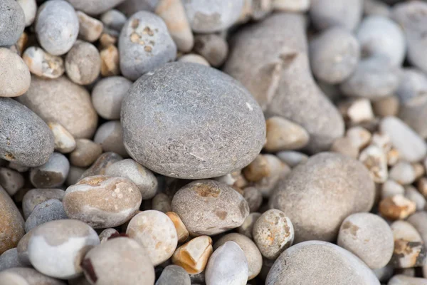 Пляж Етрета Півночі Франції Оточений Рослинами Тваринами Між Круглим Каменем — стокове фото