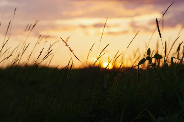 Campo Gramíneas Diferentes Frente Pôr Sol Laranja Harmonioso — Fotografia de Stock