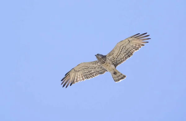 Короткопалый Орёл Летящий Небе — стоковое фото
