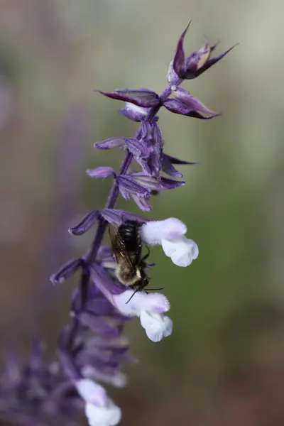 Zbliżenie Ujęcia Pszczoły Purpurowym Białym Kwiatku — Zdjęcie stockowe