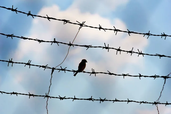 Mariveles Filipinas Jul 2016 Pájaro Maya Descansando Sobre Alambre Púas —  Fotos de Stock