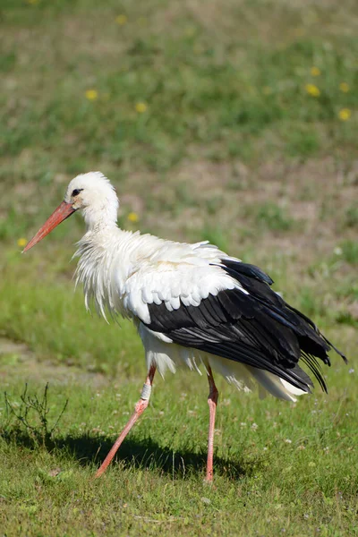 Storch Elsass Frankreich Wildtiere Europa — Stockfoto