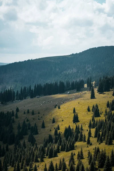 Lindo Tiro Vertical Campo Verde Vibrante Cheio Árvores Escuras Sob — Fotografia de Stock