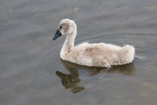 Svanen Familj Mor Med Sina Kycklingar Simma Floden Mosel Tyskland — Stockfoto